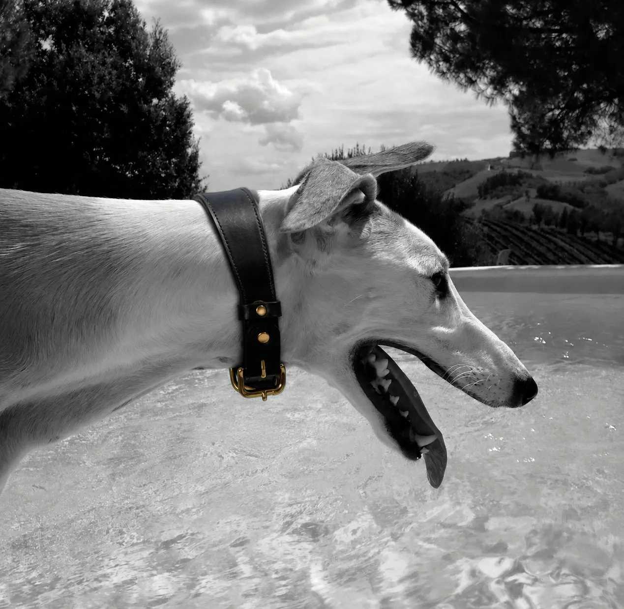 Dorian, the greyhound, by the pool
