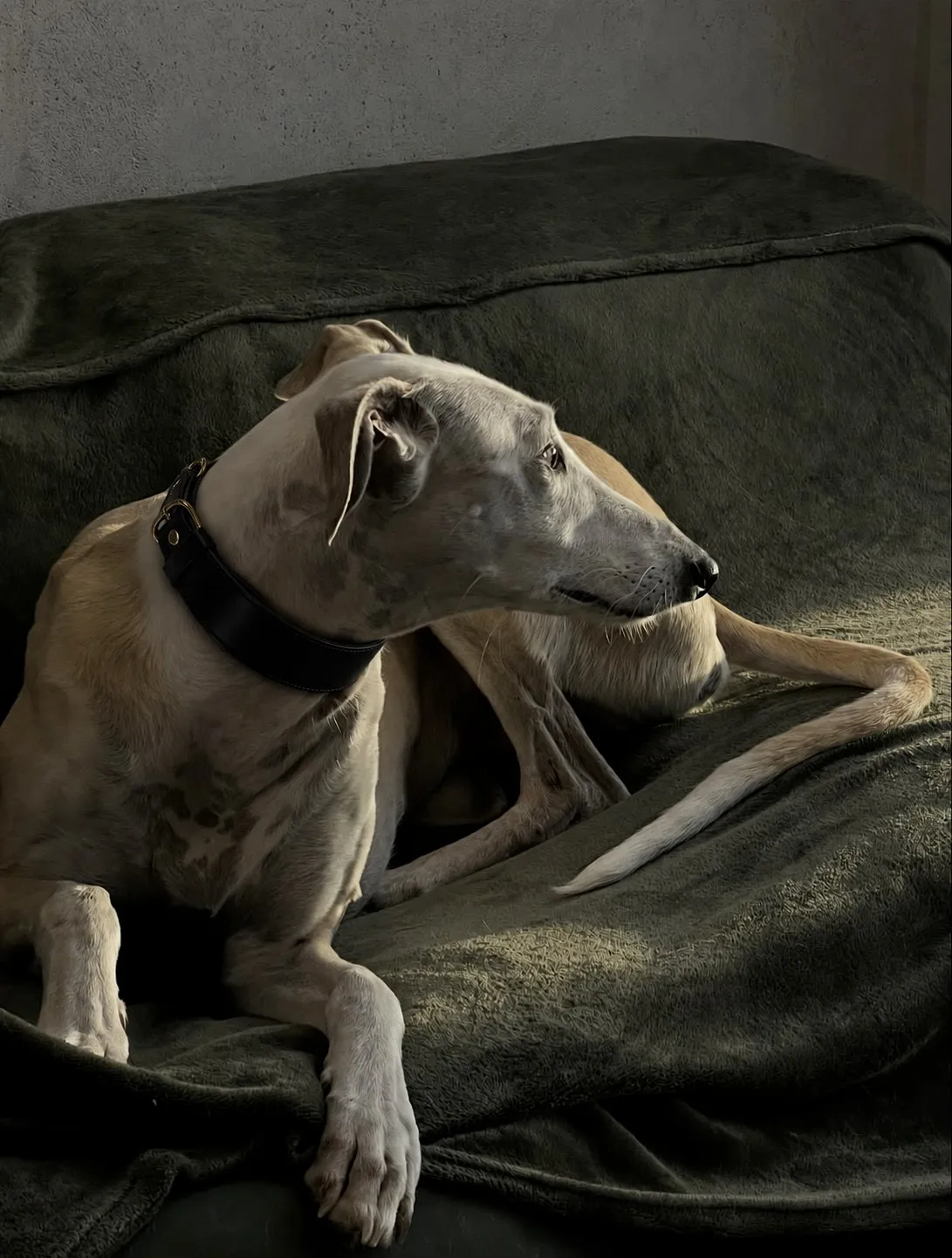 The Dorian collar on a sofa
